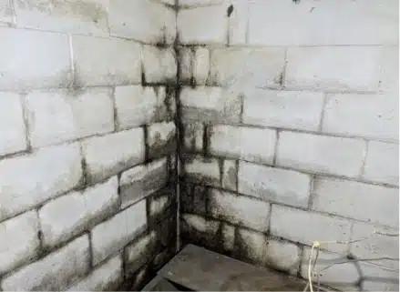 Mold and Mildew