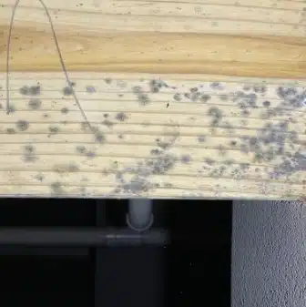 Mold in Crawl Space