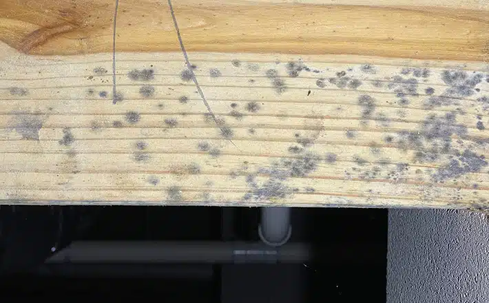 Mold Remediation
