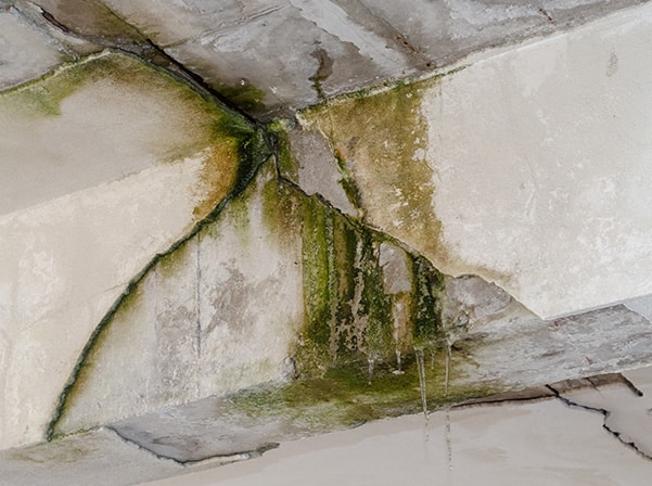 mold and moisture on wall