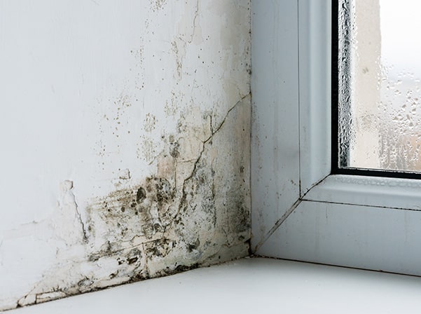 mold in corner by window